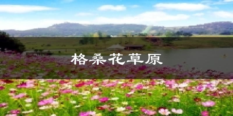 夏河格桑花草原天气预报未来一周